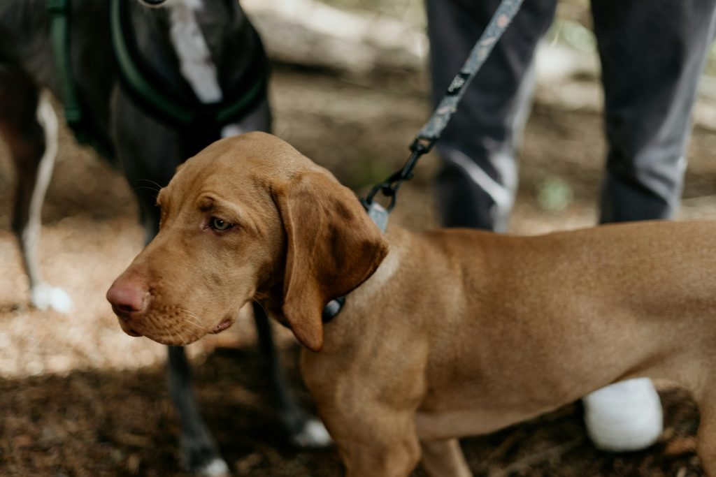 a dog on a leash